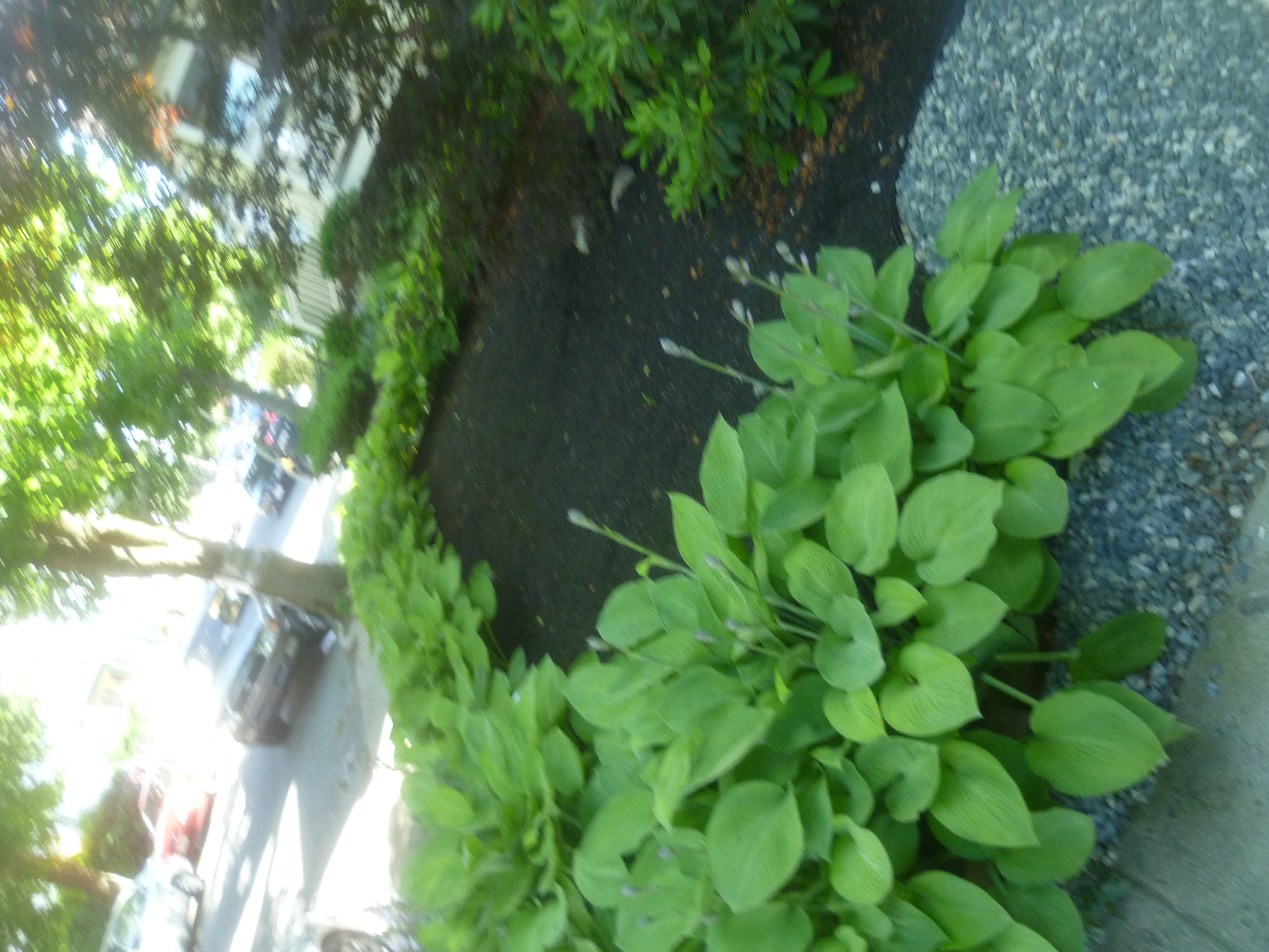 54 Hobson St, Brighton