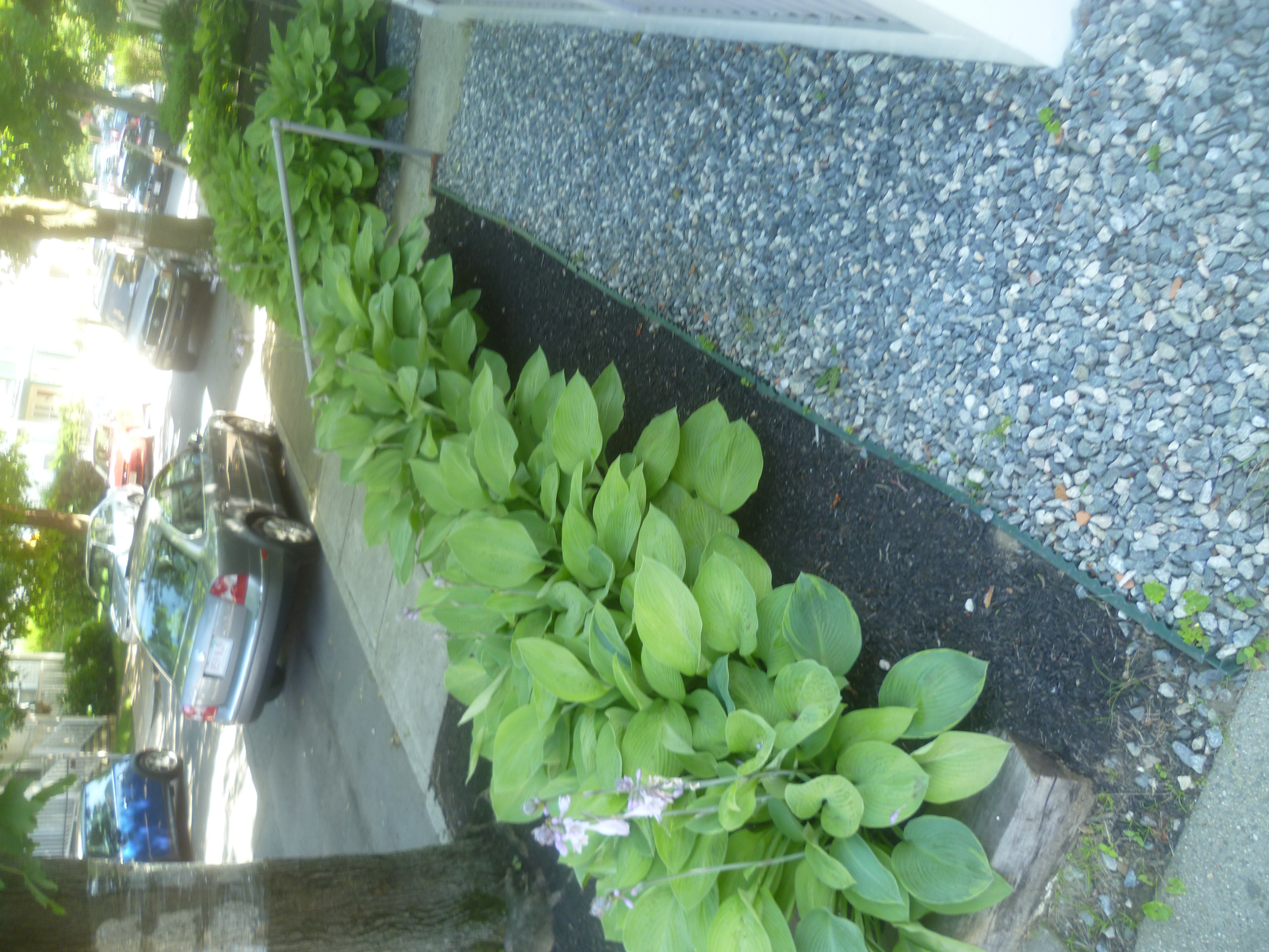 54 Hobson St, Brighton