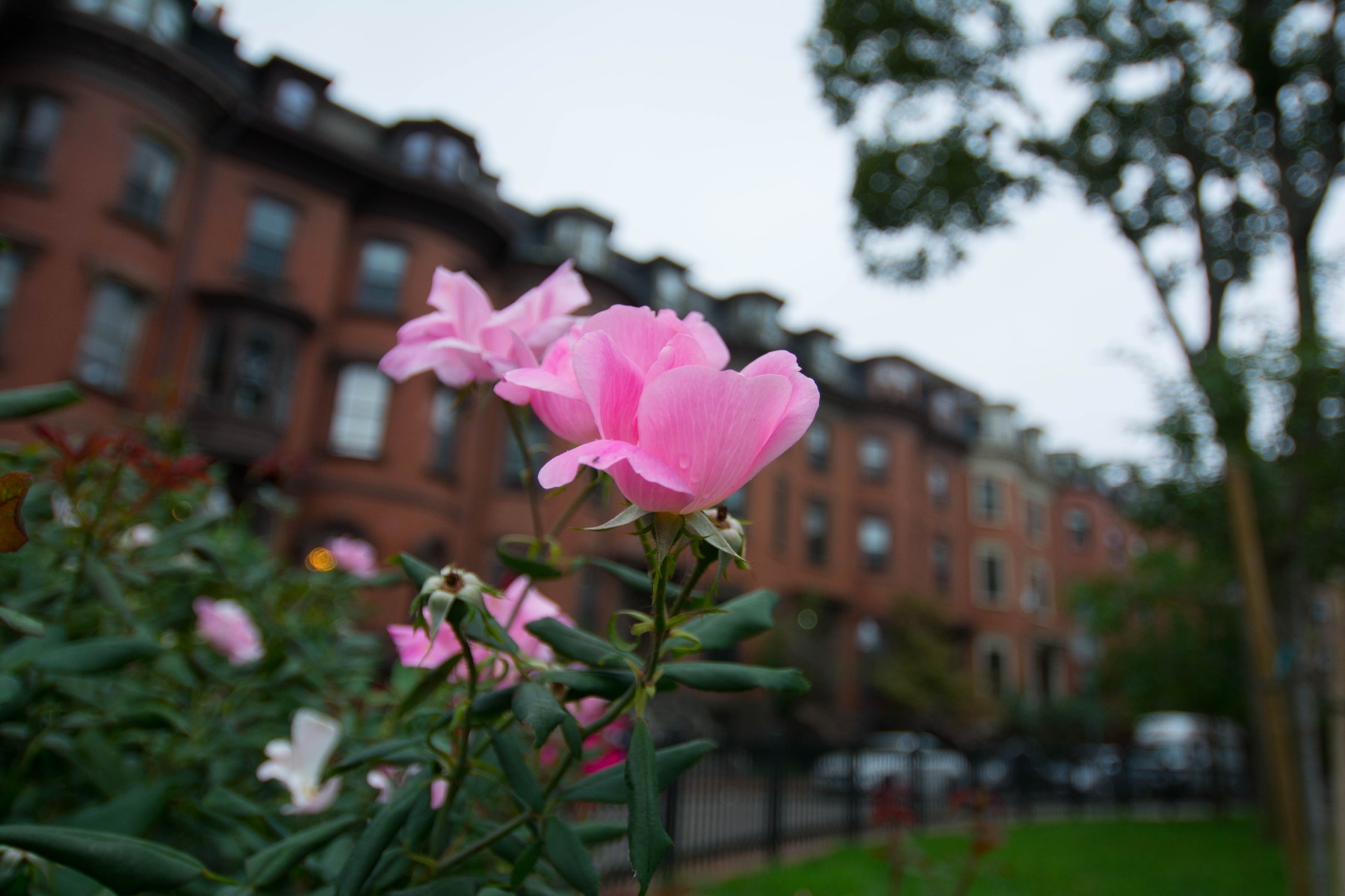 1 bed, 1 bath apartment for rent at 554 Massachusetts Ave Unit 2F, South End — photo 12 of 13