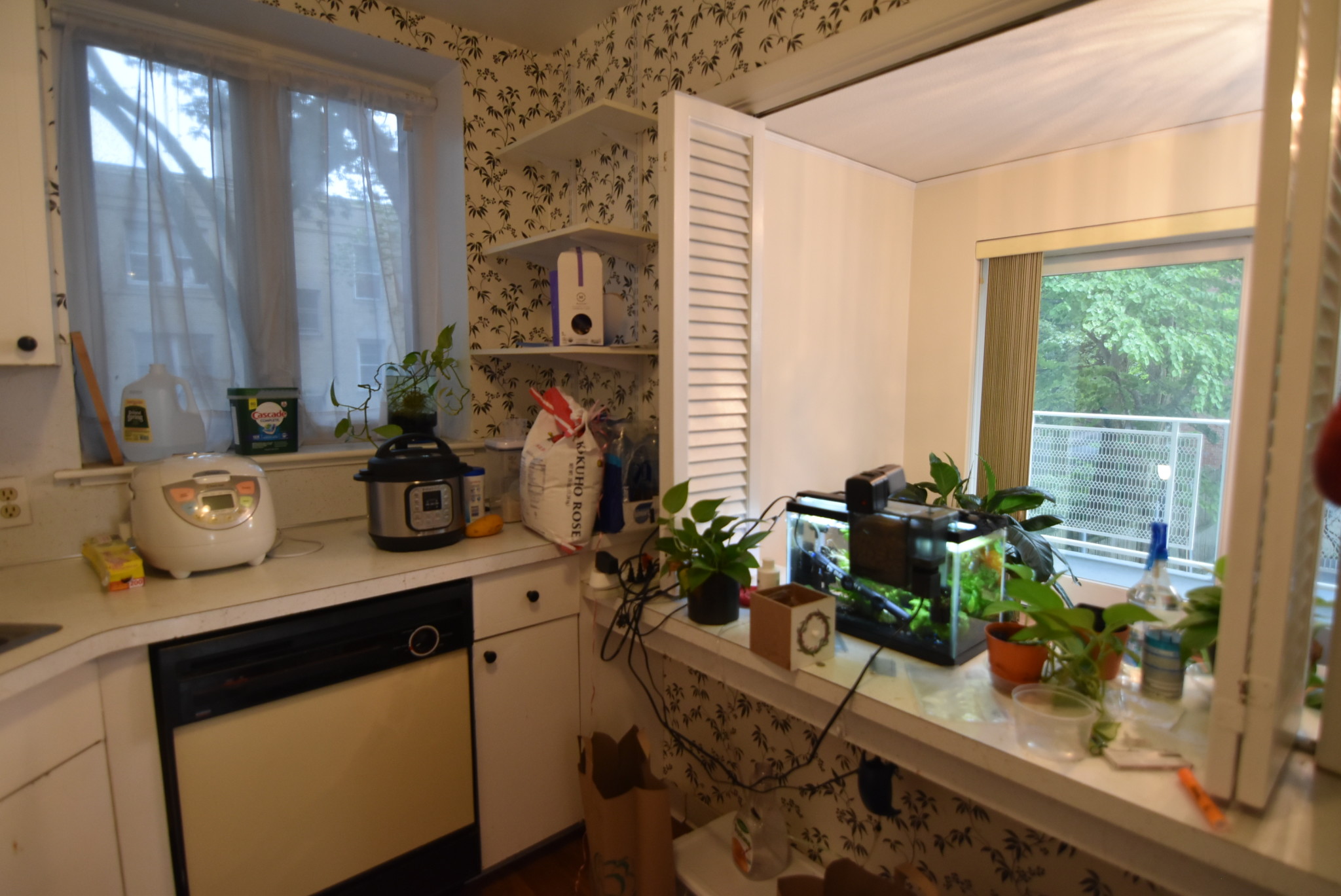 1 bed, 1 bath apartment for rent at 216 Saint Paul St Unit 204, Coolidge Corner — photo 3 of 15