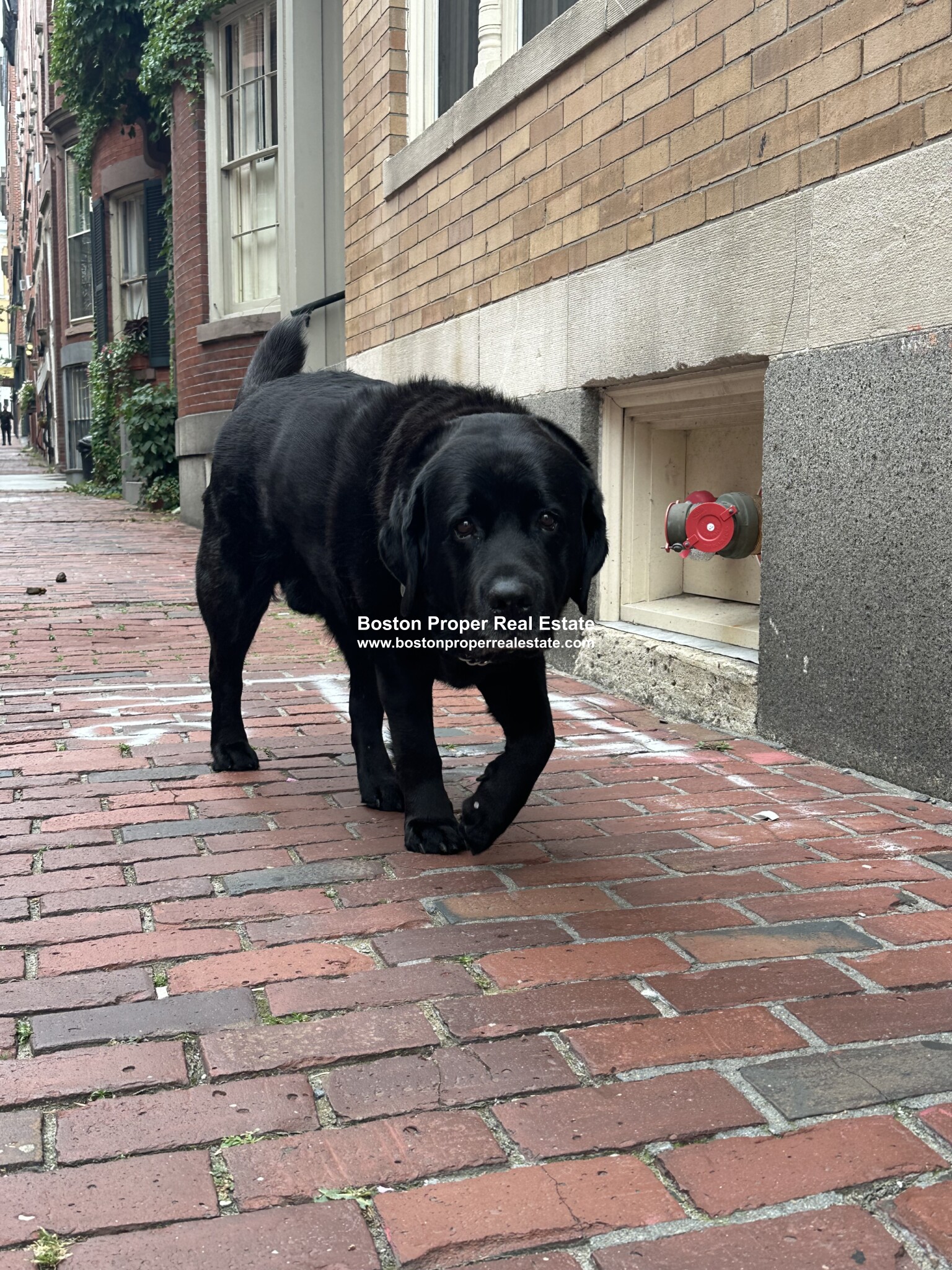 11 Temple St, Beacon Hill