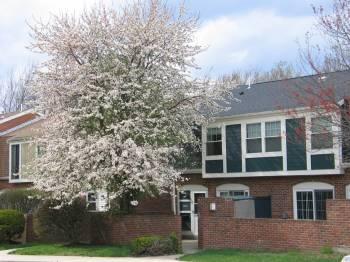 1 bed, 1 bath apartment for rent at 976 Lexington St Unit 11-3, Waltham — photo 9 of 10