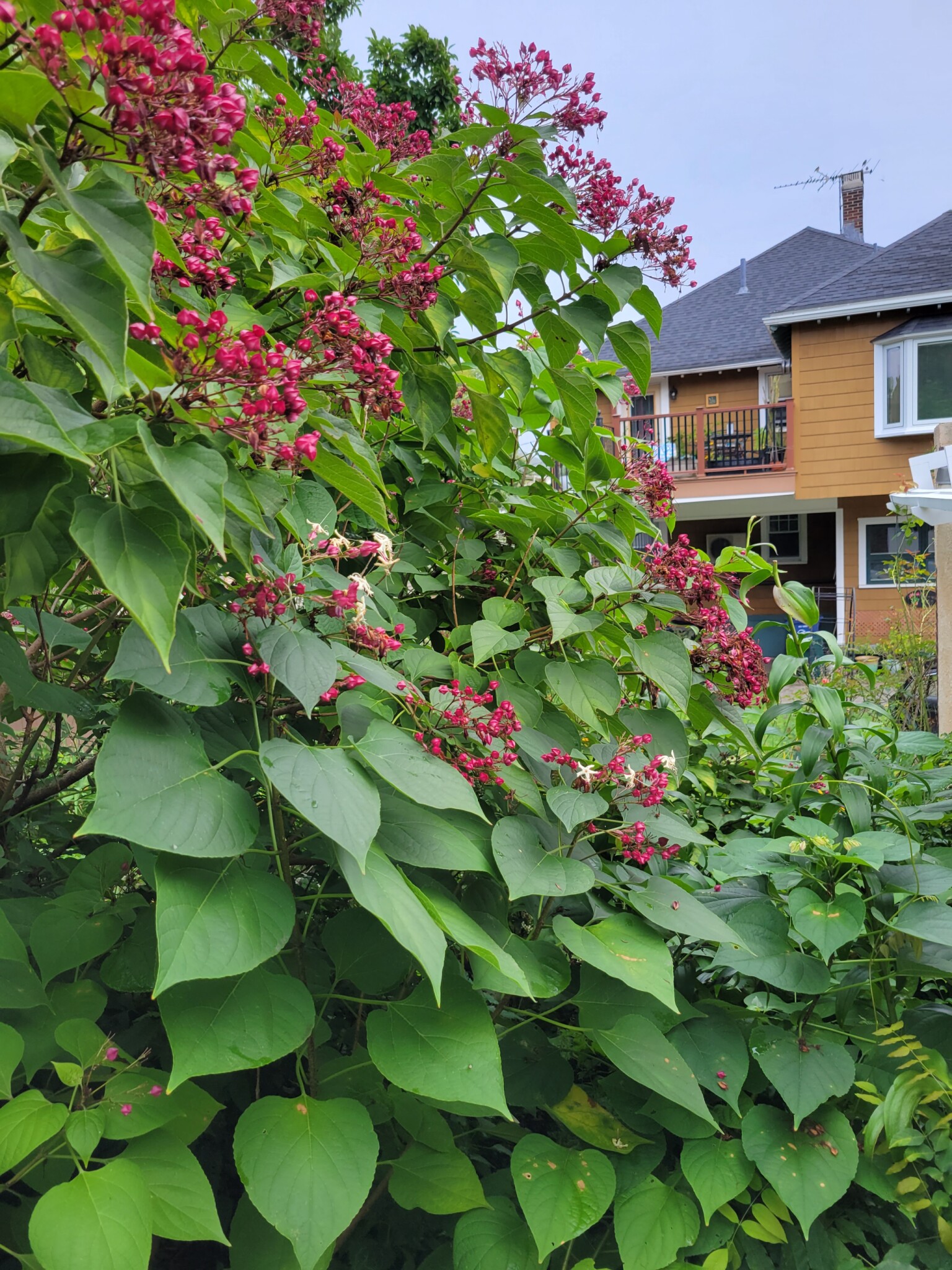 17 Elmira St, Brighton