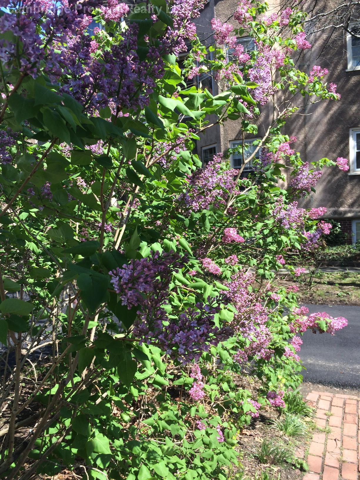 33 Concord Ave, Neighborhood Nine